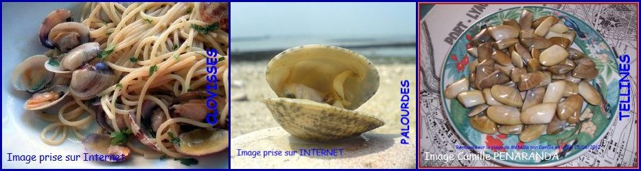 Coquillages.jpg